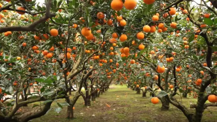 5月底，果樹“追肥”最關(guān)鍵的時(shí)期