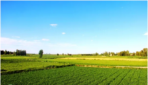 糞便類有機肥為什么要充分腐熟后才能施用