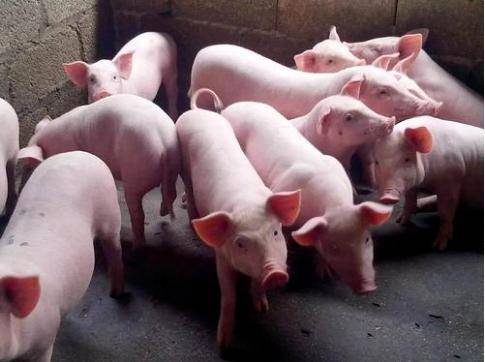 一萬頭豬的養(yǎng)豬場豬糞處理需要哪些設(shè)備？