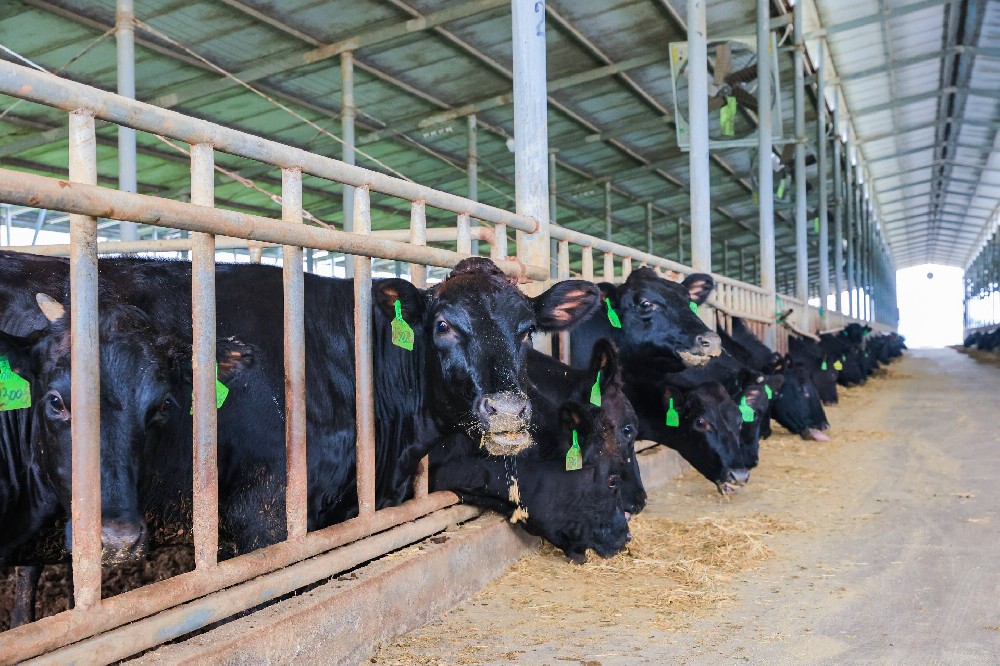 牛糞發(fā)酵罐升溫慢是為什么？