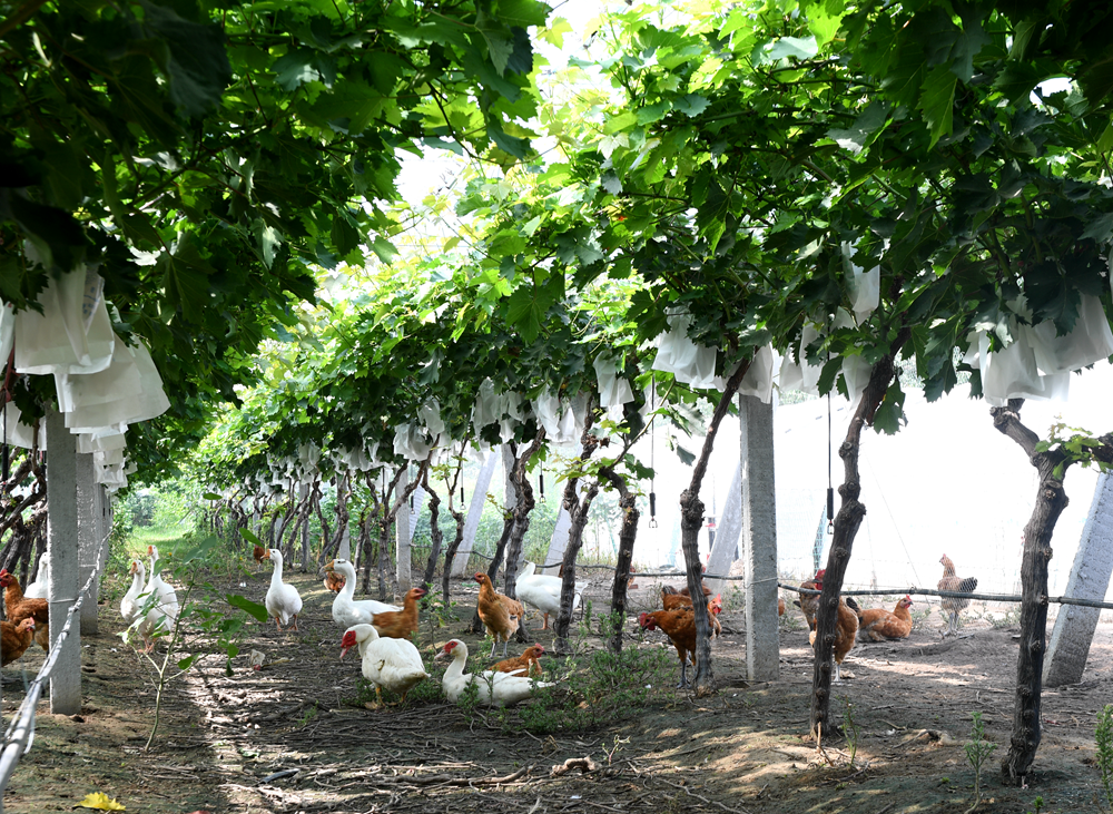 發(fā)酵過(guò)程異常怎么辦？